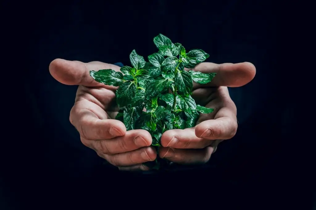 l'écologie au centre des préoccupations