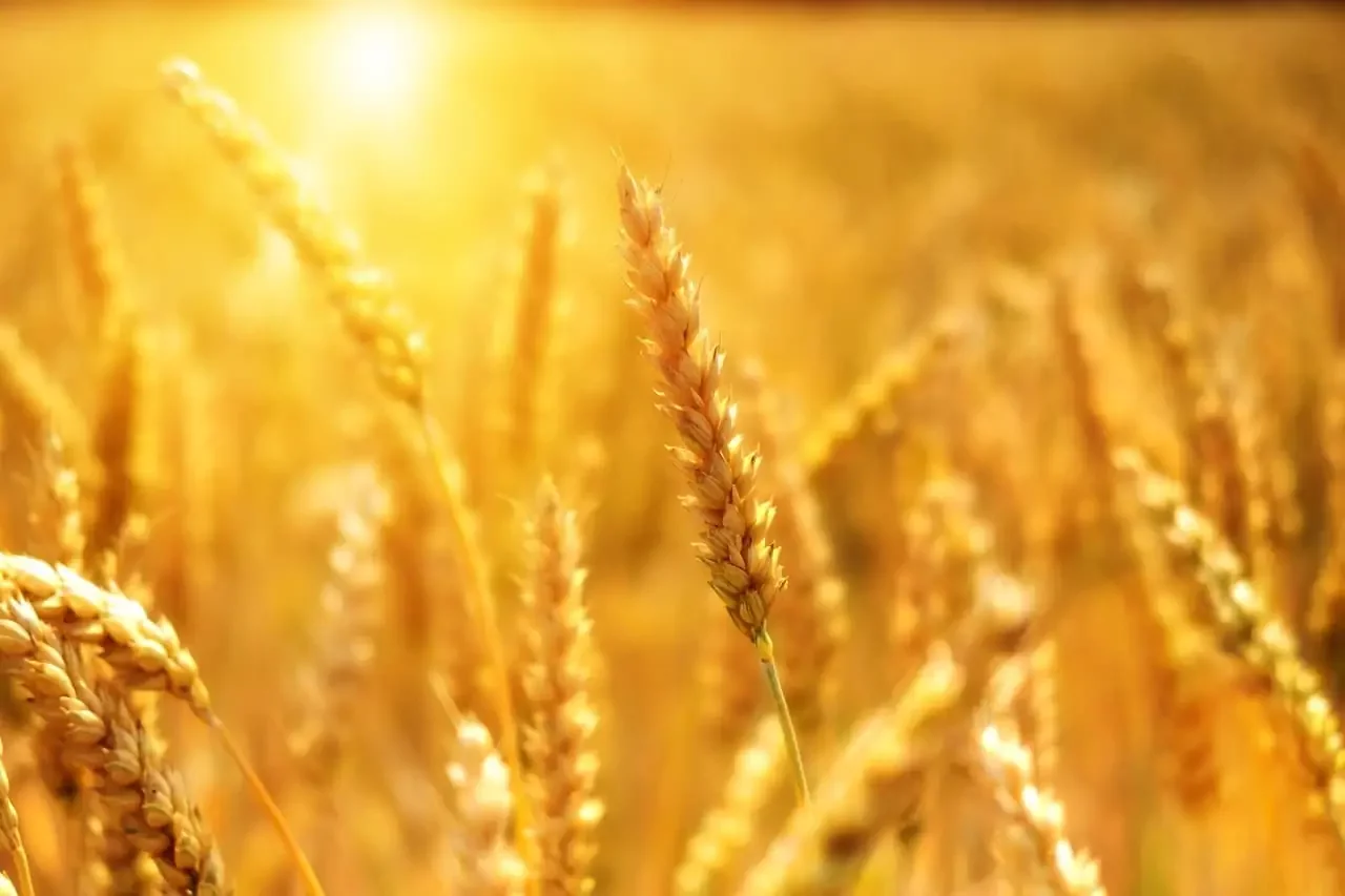 Découvrir les nouvelles formes d’agriculture urbaine