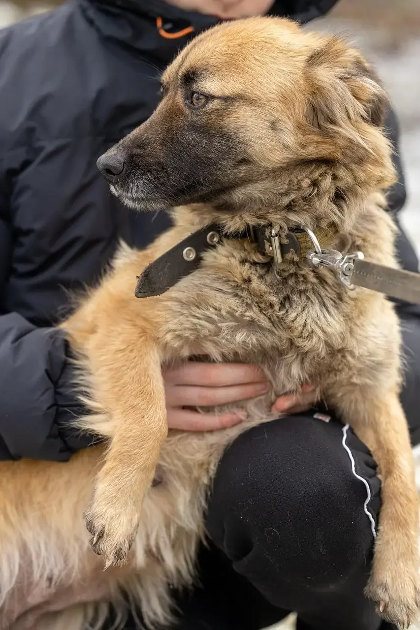 Adopter un animal de compagnie pour plus de joie