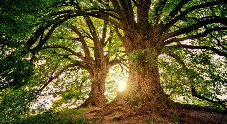 découvrez la beauté fascinante de la nature, ses paysages époustouflants, la biodiversité exceptionnelle et l'importance cruciale de sa préservation. explorez les merveilles naturelles qui nous entourent et inspirez-vous à protéger notre planète.