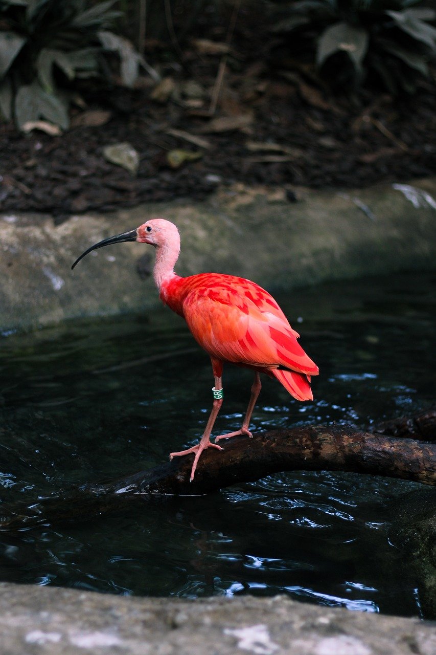 découvrez la beauté et la diversité de la nature, un monde fascinant où flore et faune s'épanouissent. explorez des paysages époustouflants, apprenez l'importance de la conservation, et laissez-vous inspirer par les merveilles écologiques qui nous entourent.