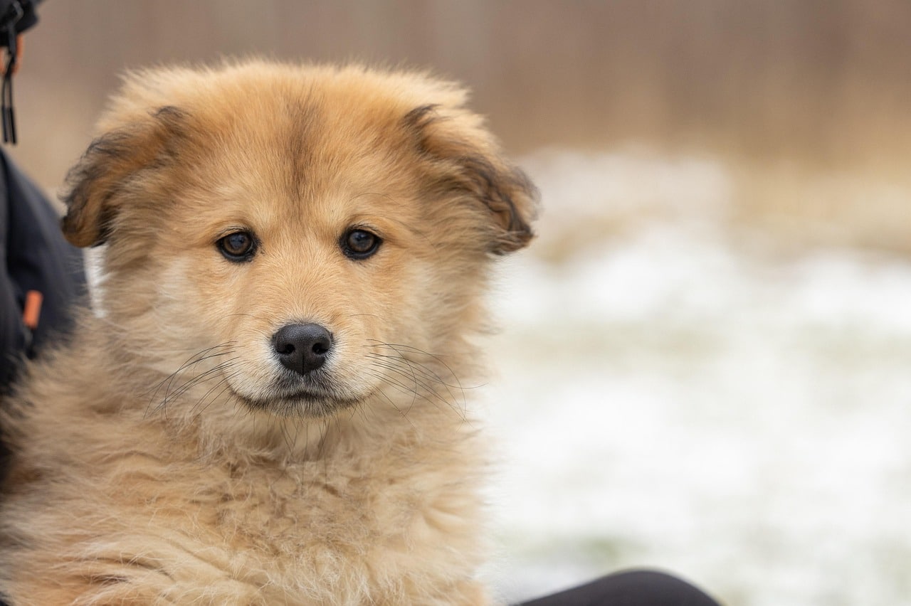 découvrez notre service d'adoption d'animaux de compagnie. offrez une nouvelle vie à un compagnon fidèle et trouvez le parfait animal qui fera partie de votre famille. explorez nos profils d'animaux, participez à des événements d'adoption et rejoignez la communauté des amoureux des animaux !