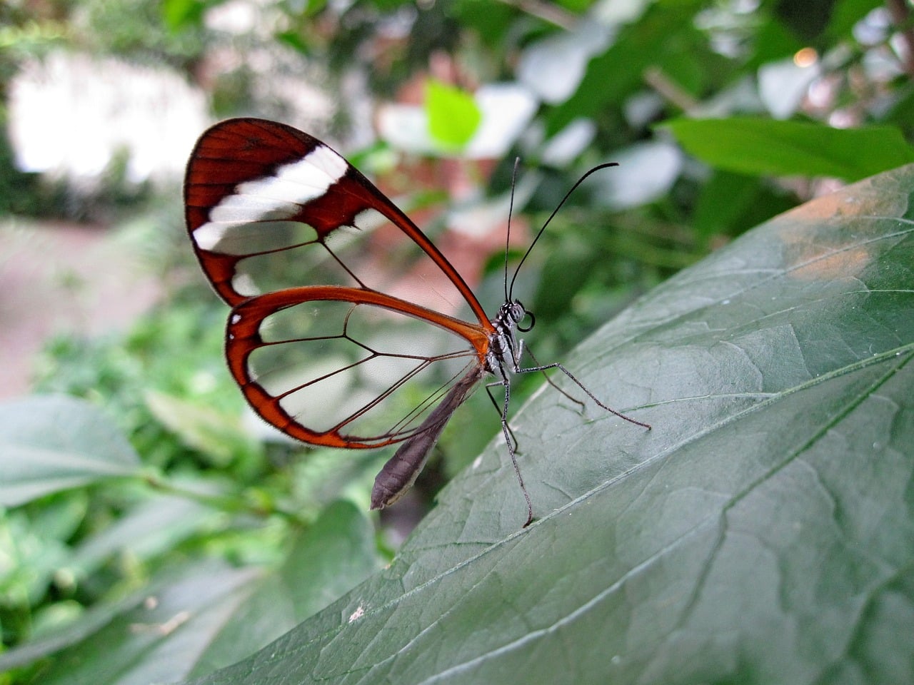 découvrez notre sélection de plantes rares, idéales pour enrichir votre collection et égayer votre intérieur. explorez des espèces uniques et fascinantes qui apporteront une touche d'originalité à votre décoration. parfaites pour les passionnés de jardinage ou ceux en quête d'une plante d'exception.